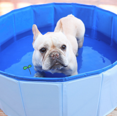 PISCINA DE MASCOTA PORTÁTIL