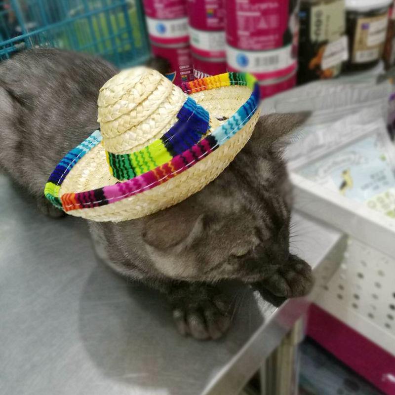 Suministros para mascotas Sombrero mexicano para mascotas Sombrero para el sol - MXbueno