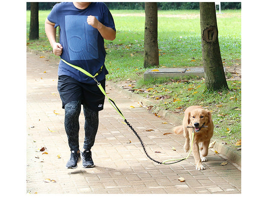 Correa para Perros sin Manos con cinturón Ajustable